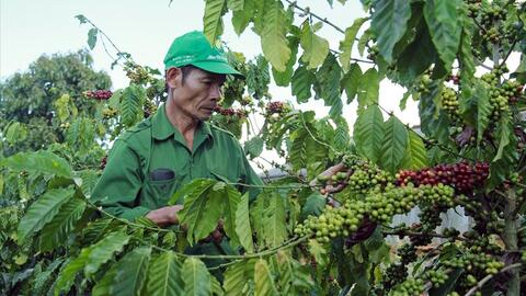 Lâm Đồng thiếu hơn 50% nhân công thu hoạch cà phê
