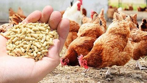 Hơn 3 tỷ USD nhập khẩu thức ăn chăn nuôi trong 8 tháng