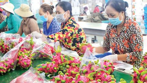 Xây dựng chuỗi liên kết sản xuất, tăng thu nhập cho người dân
