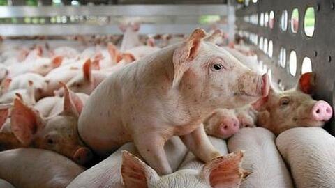 Kiểm soát nhập khẩu thịt để giảm áp lực thị trường chăn nuôi trong nước