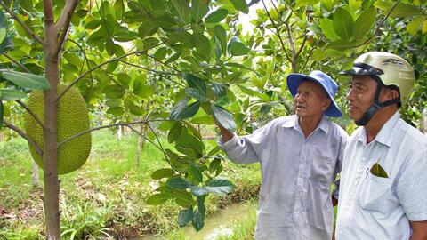 Hậu quả của việc sản xuất tự phát, manh mún