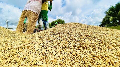 Giá lúa gạo hôm nay 21/10: Lúa Thu đông được giá, nhiều địa phương thu hoạch rộ