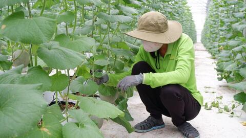 Ứng dụng công nghệ cao trong trồng dưa lưới