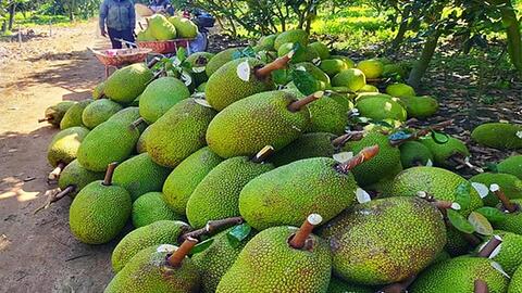 Giá mít ở Tiền Giang chỉ còn 2.000-3.000đ/kg do ùn ứ ở cửa khẩu với Trung Quốc