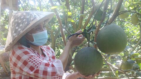 Vươn lên làm giàu nhờ trồng bưởi da xanh