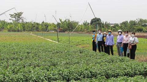 Xây dựng và duy trì 2.000ha rau ứng dụng công nghệ cao