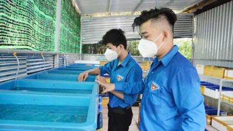 Khởi nghiệp thành công với mô hình nuôi cá Guppy