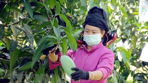 Xuất khẩu rau quả chuyển dịch tích cực trong những tháng đầu năm