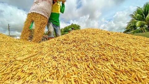 Thị trường nông sản tuần qua: Giá gạo ở Đồng bằng sông Cửu Long giảm