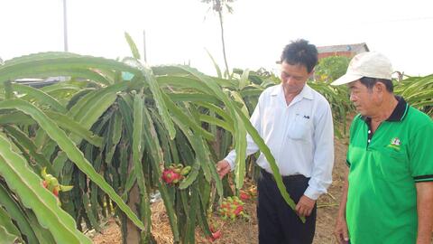 Cần có chiến lược phát triển cho cây thanh long