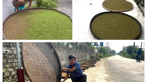 Hướng mới cho cây thuốc lào trên đất Nghệ An
