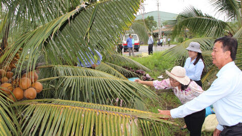 Chuyển đổi cây trồng mang lại hiệu quả kinh tế cao