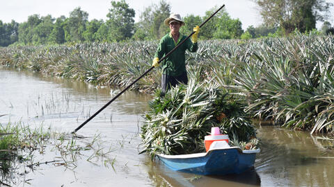 Giá khóm tăng cao, nông dân phấn khởi