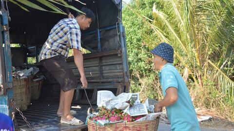 Giá thanh long nghịch vụ tăng cao, nhà vườn miên Tây phấn khởi
