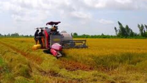 Vụ lúa Hè Thu 2024: Năng suất khô ước đạt 5,82 tấn/ha