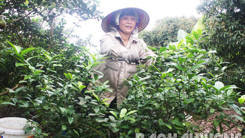 Thu nhập cao nhờ trồng chanh