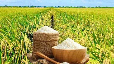Giá lúa gạo hôm nay ngày 18/4: Gạo nguyên liệu tăng nhẹ