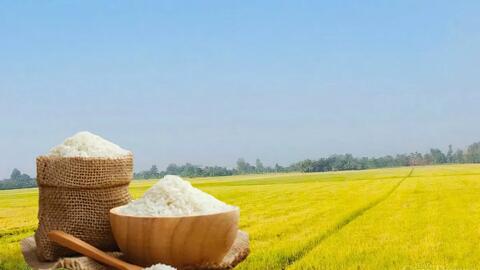 Giá lúa gạo hôm nay ngày 23/5: Thị trường biến động nhẹ