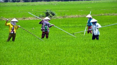 Mỗi công lúa đầu tư 2 triệu, bán giá 6.000 đồng/kg: Nông dân Bạc Liêu gặp khó