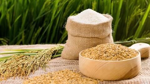 Giá lúa gạo hôm nay ngày 30/6: Gạo bình ổn, lúa tương chững giá