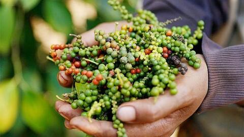 Giá tiêu tăng đến 5.000 đồng/kg khiến cung cầu đang thu hẹp