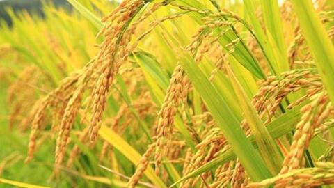 Giá lúa gạo hôm nay ngày 1/7: Lúa tươi đảo chiều giảm mạnh