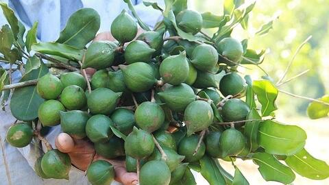 Sáp nhập hành chính, quy hoạch chiến lược để bứt phá nông lâm sản Tây Bắc