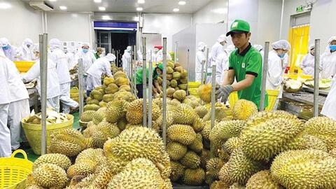 Xuất khẩu rau quả 2025, dự kiến khó về đích