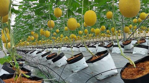 Chuyện về những HTX nông nghiệp xanh, bền vững góp sức đưa Hải Phòng về đích nông thôn mới