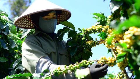 Giá cà phê hôm nay 18/9/2025: Trong nước đảo chiều giảm mạnh