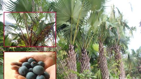 Nghệ An vào mùa thu hoạch quả cọ đặc sản