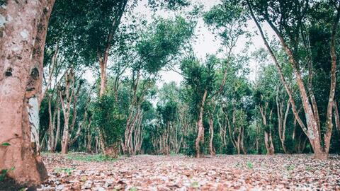 Khám phá vẻ đẹp hiếm có của rừng sở 60 tuổi ở Nghệ An