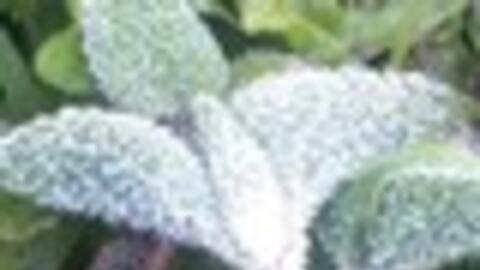 Xuất hiện băng giá ở vùng cao Nghệ An