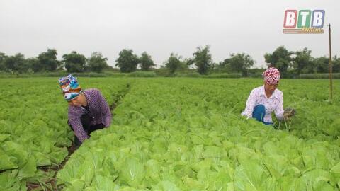 Diện tích gieo trồng cây vụ đông vượt trên 300ha so với kế hoạch