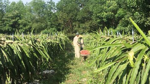 100% xã ở Đô Lương đạt tiêu chí số 13 về tổ chức sản xuất trong nông thôn mới