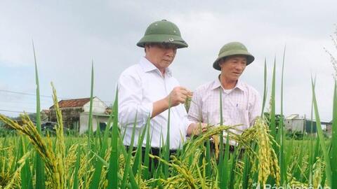 Người “biến” gạo thành thảo dược quý