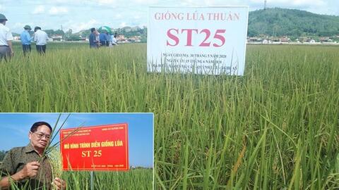 Giống lúa gạo ngon nhất thế giới đã được trồng ở Nghệ An