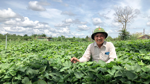 Lâm Đồng - Làm khoai lang bán giống