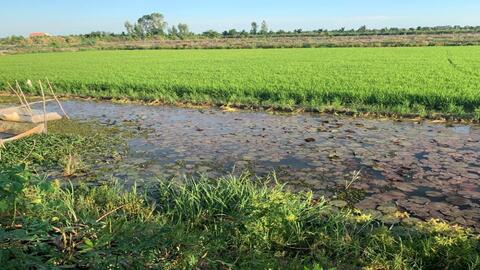 Hiệu quả từ mô hình nuôi ốc nhồi