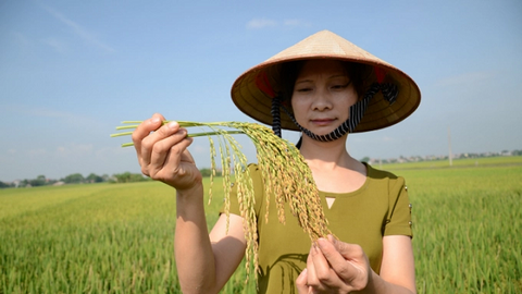 Thanh Oai (Hà Nội) trình diễn cây trồng giống mới thích ứng với biến đổi khí hậu
