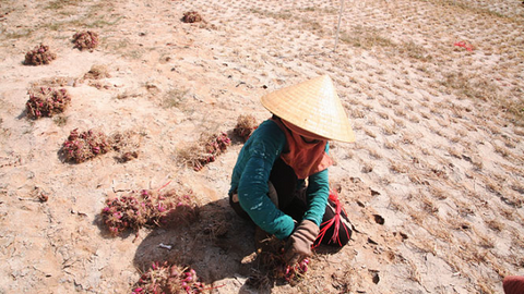 Thăm ''vương quốc hành tỏi'' Lý Sơn