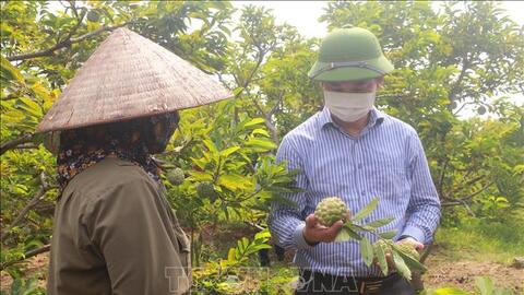 Nhiều giải pháp giúp lưu thông, tiêu thụ na dai Đông Triều