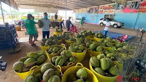 Sầu riêng giảm giá nhẹ, chủ vườn vẫn lãi cao