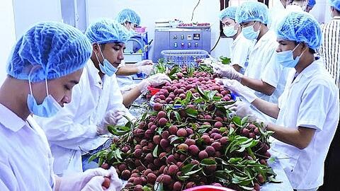 Nông sản Việt Nam “được lòng” thị trường EU