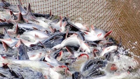 Xuất khẩu sản phẩm cá tra đạt 931 triệu USD