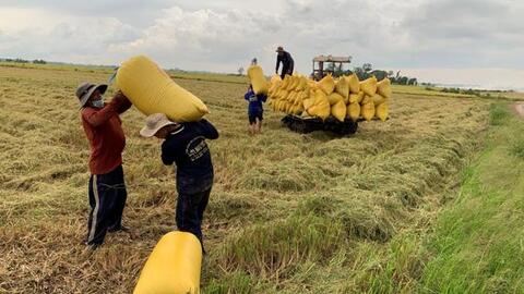 Hỏa tốc đề xuất Chính phủ yêu cầu ngân hàng cho doanh nghiệp vay vốn thu mua lúa gạo