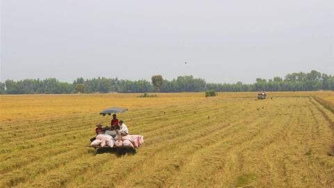 Gỡ khó trong việc tiêu thụ lúa