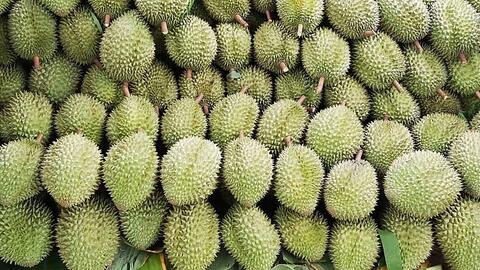 Sầu riêng Khánh Sơn tiêu thụ được 80%