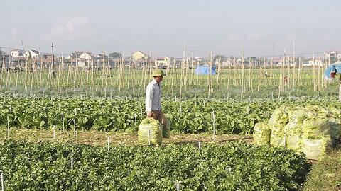 Nghệ An: Dư thừa hàng ngàn tấn nông sản, làm sao đưa được đến người tiêu dùng?