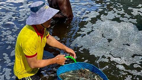 Mô hình nuôi tôm công nghệ cao vẫn có lãi trong mùa dịch